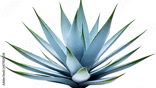 blue agave agave aloe vera plant nature desert aguamiel garden tree leaf white background cutout