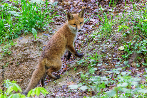 Rotfuchs (Vulpes vulpes) Junger