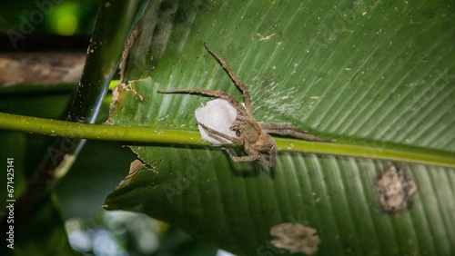 Close-up shot of a Brazilian wandering spider on a green leaf photo