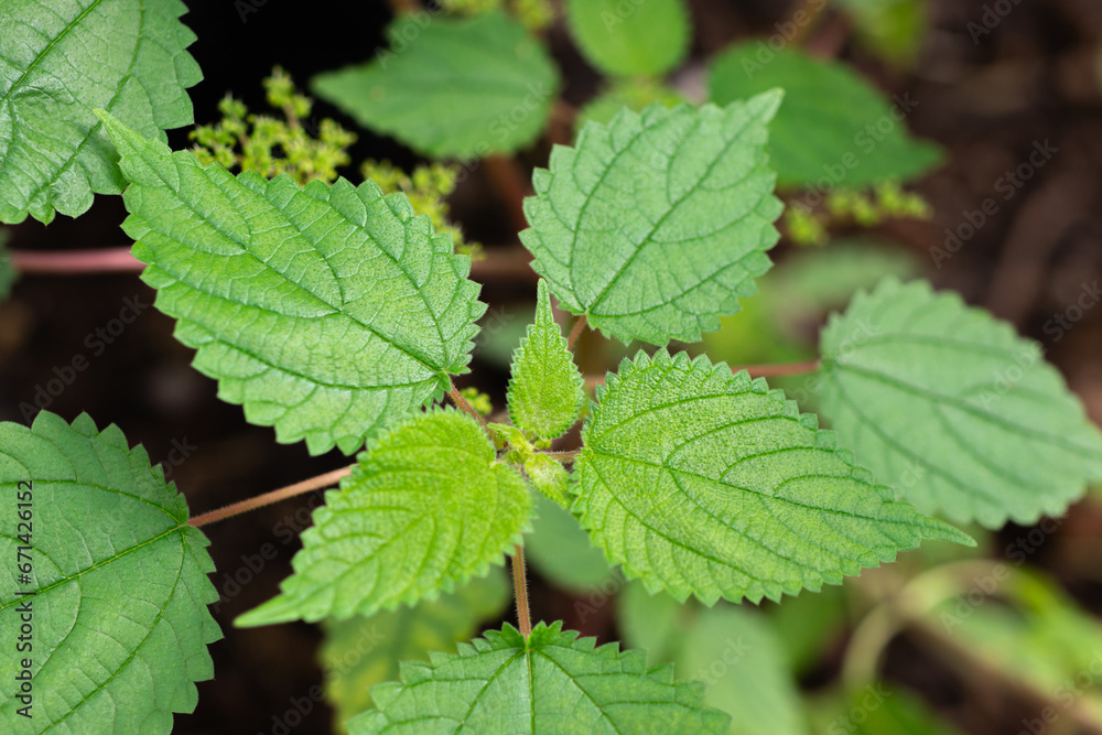 Fresh green leaves of Nettle or Urtica dioica (Laportea Interrupta Chew) are growing on tree in the tropical herb garden Fresh green leaves of Nettle or Urtica dioica (Laportea Interrupta Chew) are growing on tree in the tropical herb garden