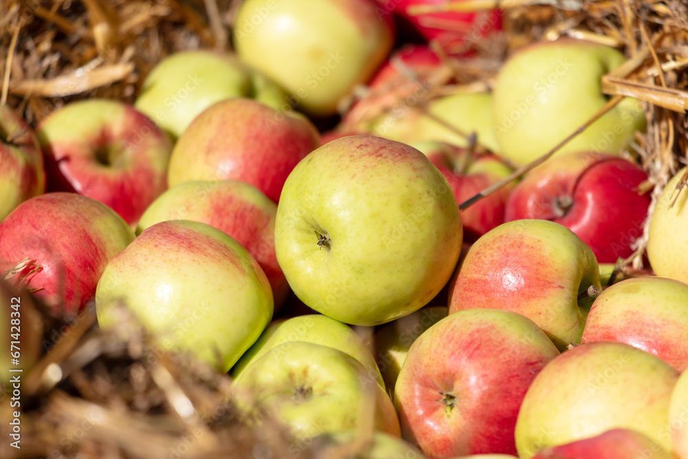 White apples on the hay White apples on the hay