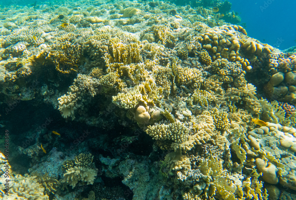 Naklejka premium Coral reef under sea water.