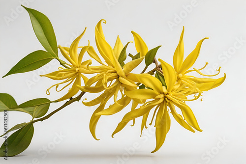 Fresh Ylang-ylang flower isolated on white background © rutchakon