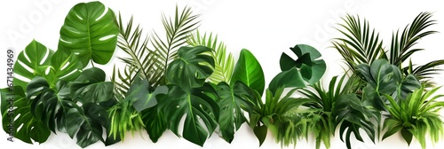 Green leaves of tropical plants bush (Monstera, palm, fern, rubber plant, pine, birds nest fern) floral arrangement indoors garden nature backdrop isolated on white background, panoramic