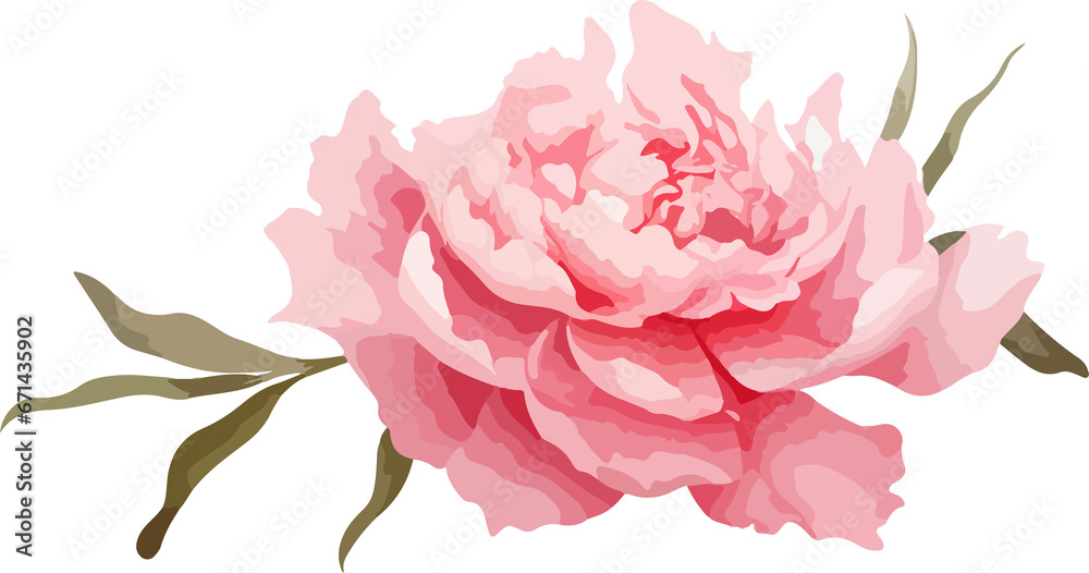 Watercolor peony flower clipart vector design illustration isolated on white background