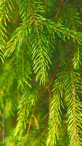 Fir branches green spruce. Close up. Spruce needles. Fluffy Christmas tree spruce.