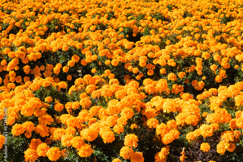 鮮やかかなオレンジ色のマリーゴールド