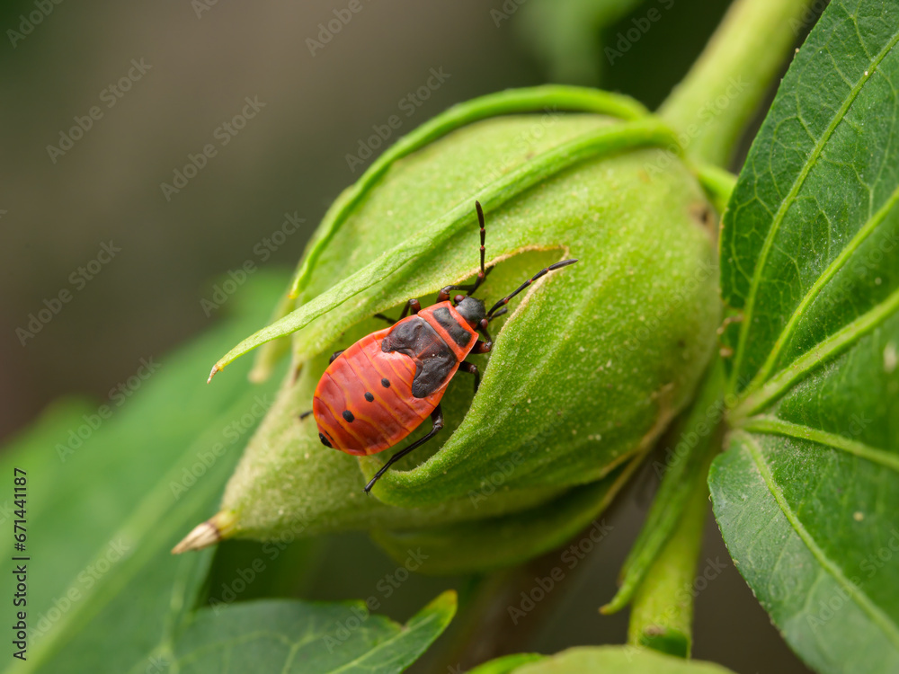 Fototapeta premium An immature fire bug sitting on a flower