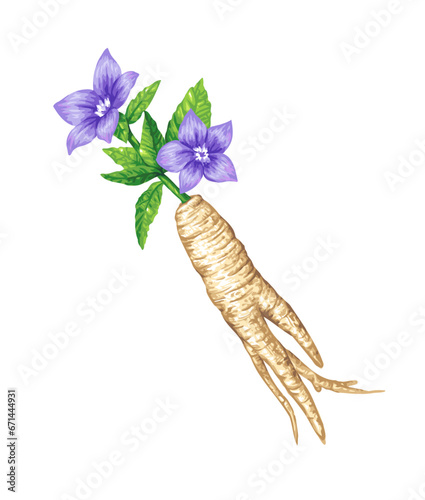Balloon Flower and Root, bellflower Colored Drawing Art Illustration Vector. photo