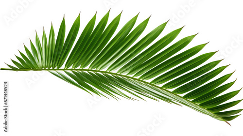 coconut leaf leaf leaves plant nature foliage stalk green tree transparent background cutout