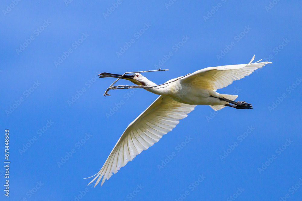A flying spoonbill on a sunny day in summer A flying spoonbill on a sunny day in summer