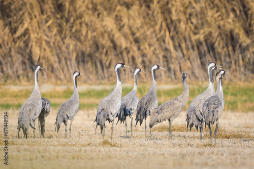 A group of Common Cranes standing on a meadow