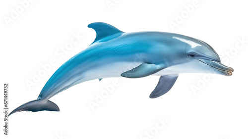 dolphin  ocean marine animal  isolated on white background cutout
