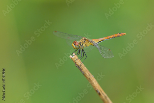 A vagrant darter dragonfly resting on a plant