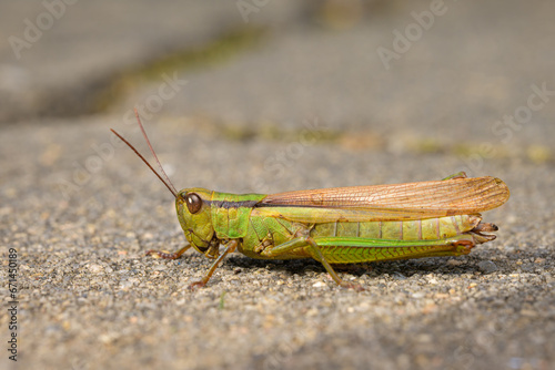 A green grasshopper sitting on the ground