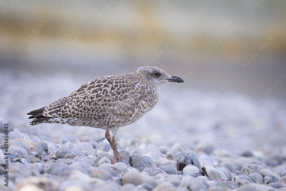 A young european herring gull standing on the beach A young european herring gull standing on the beach