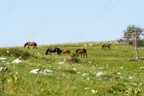 Free-roaming horses on green pasture