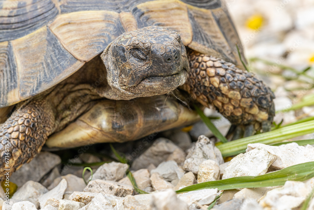 Naklejka premium Griechische Landschildkröte beim Fressen