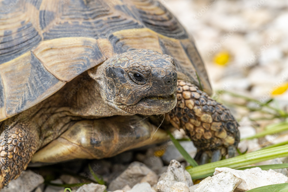 Griechische Landschildkröte beim Fressen Griechische Landschildkröte beim Fressen