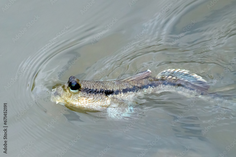 Mudskipper fish in the sea Mangrove area Mudskipper fish in the sea Mangrove area