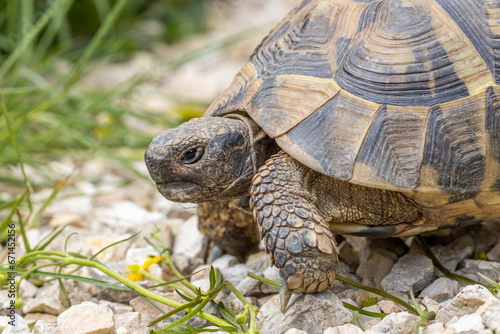 Griechische Landschildkröte beim Fressen