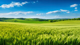 green wheat field and blue sky with clouds in the background. panorama