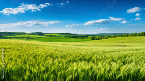 green wheat field and blue sky with clouds in the background. panorama