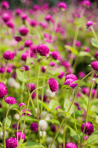 Pink flowers on a background of leaves. Pink clover blooms in the garden in summer in sunny weather. Pink flowers on a background of leaves. Botanical Garden  Batumi  Georgia