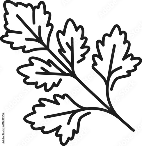Coriander or parsley isolated herb seasoning food condiment outline icon. Vector herbal plant twig, fresh corriander aromatic herb spice