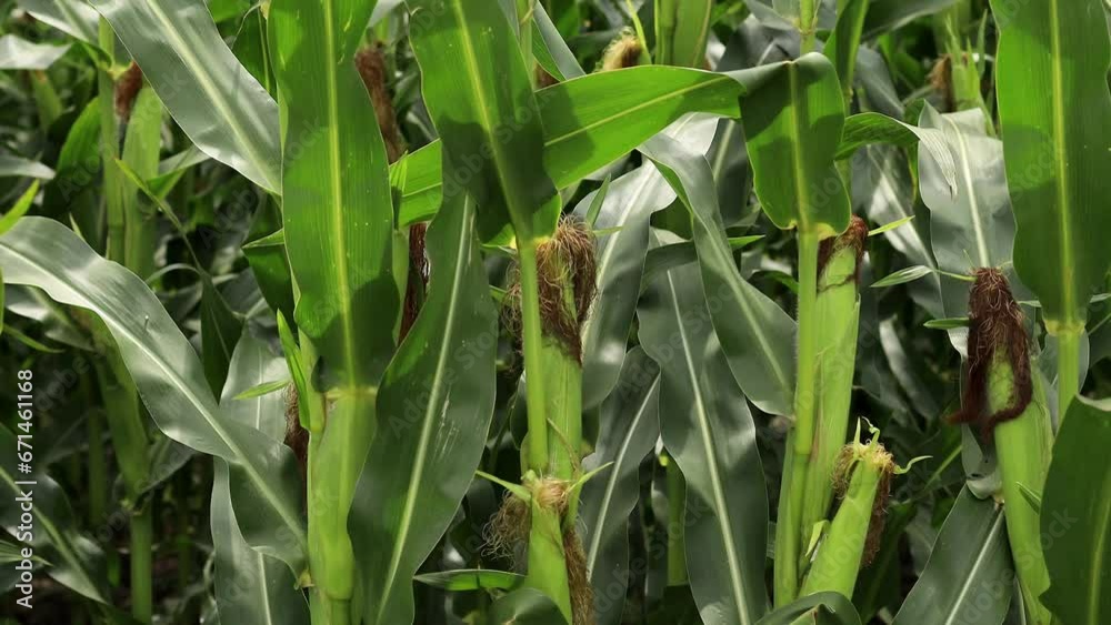 Cornstalks, slow motion on the farm