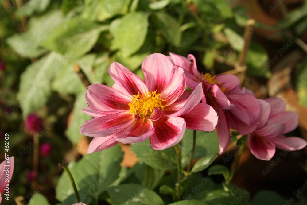 Closeup of pink Dahlia flowers on a shrub Closeup of pink Dahlia flowers on a shrub