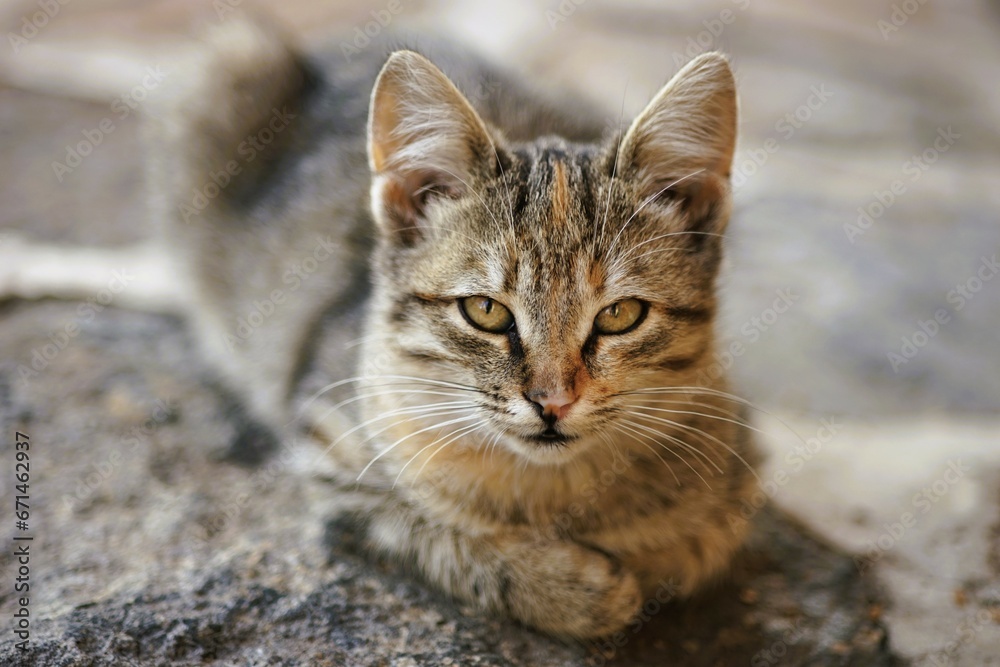 Cute tabby cat relaxed outdoors, close up portrait Cute tabby cat relaxed outdoors, close up portrait