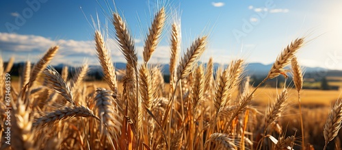 Close up of wheat ears, field of wheat in a summer day.