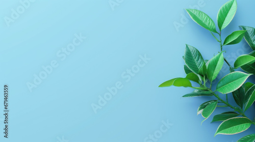 Minimal background with natural green leaves on cyan paper with copy space.