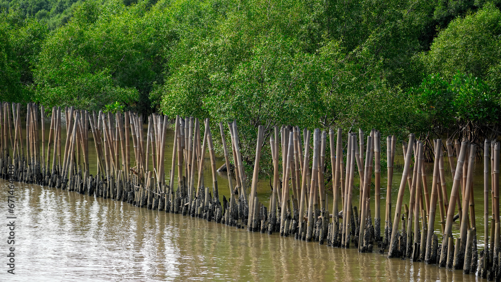 Beautiful Nature Landscape views in Mangrove forest.