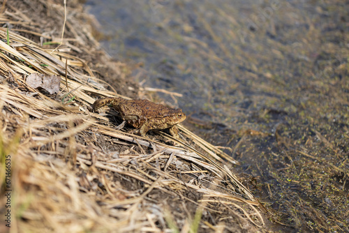 A large green frog in its natural habitat. Amphibian in water. Beautiful toad frog. Nice bokeh.