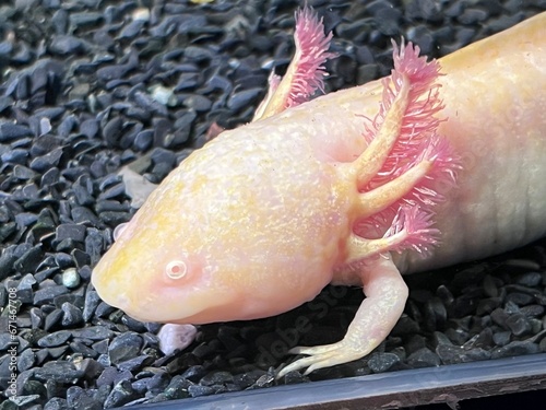 Axolotl swimming underwater marine life fish tank aquarium. white Axolotl Mexican salamande photo