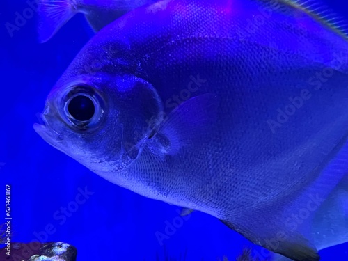 Beautiful silver moony fish in clear aquarium photo