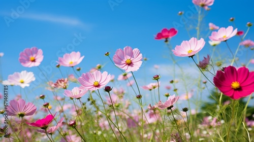 pink cosmos flowers generated by AI 