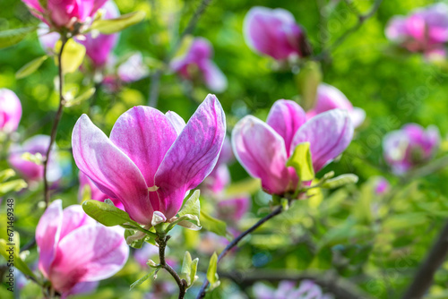 Blooming pink magnolia flowers on a blurred spring garden background.