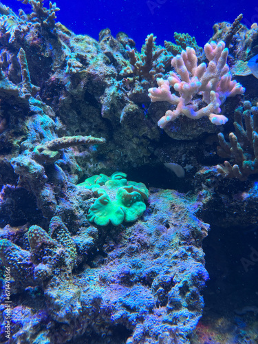colorful sea corals and marine animals in the aquarium