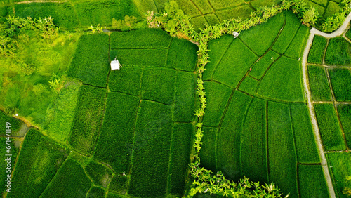 Rice Field View With Tree And Footpath