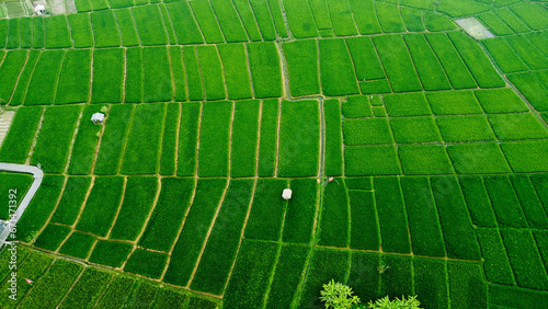 Landscape View Of Rice Field