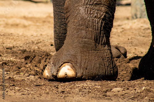 Sticker Close up of an elephants foot in the dirt.