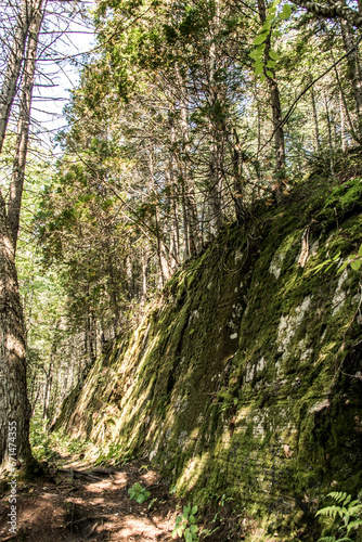 View on the Forest near lake in La Mauricie National Park Quebec  Canada on a beautiful day