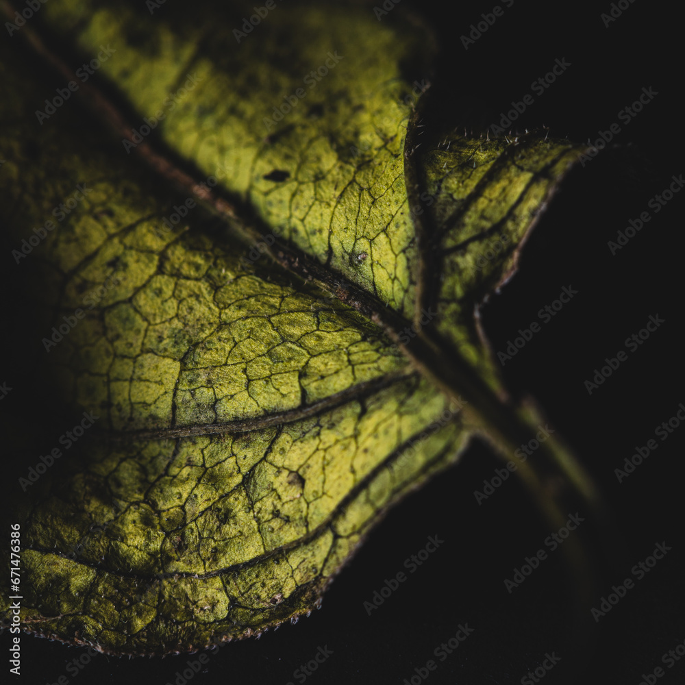 Obraz premium Vertrocknetes Blatt einer Blume vor schwarzem Hintergrund. Makroaufnahme