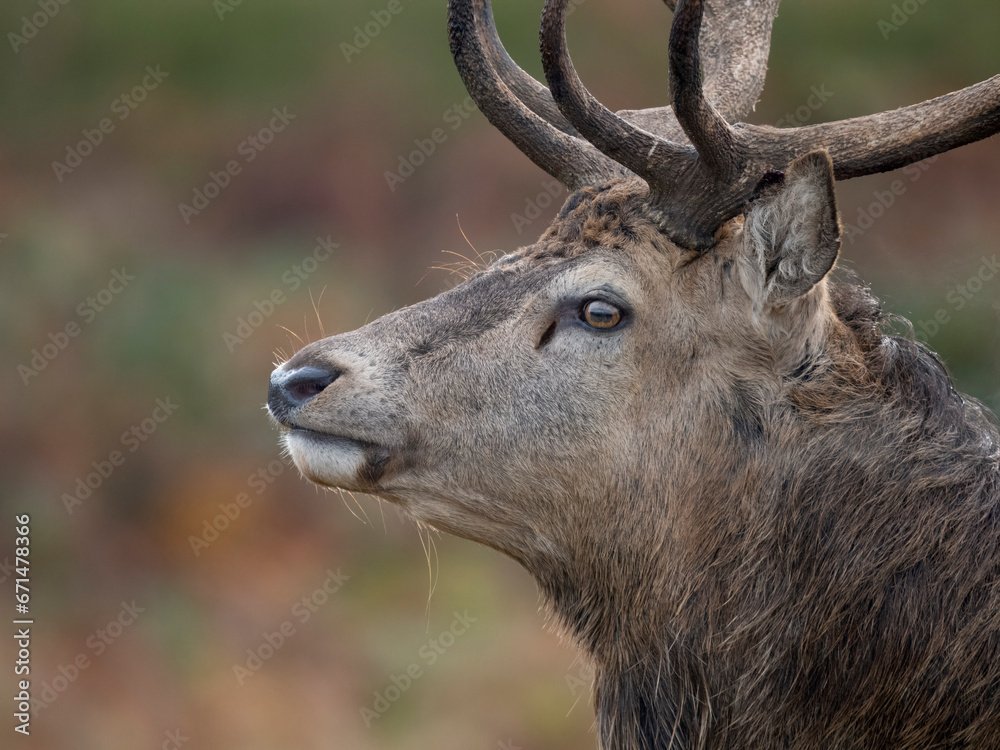 Fototapeta premium Red deer, Cervus elaphus