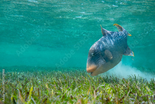 Drückerfisch Rotes Meer photo