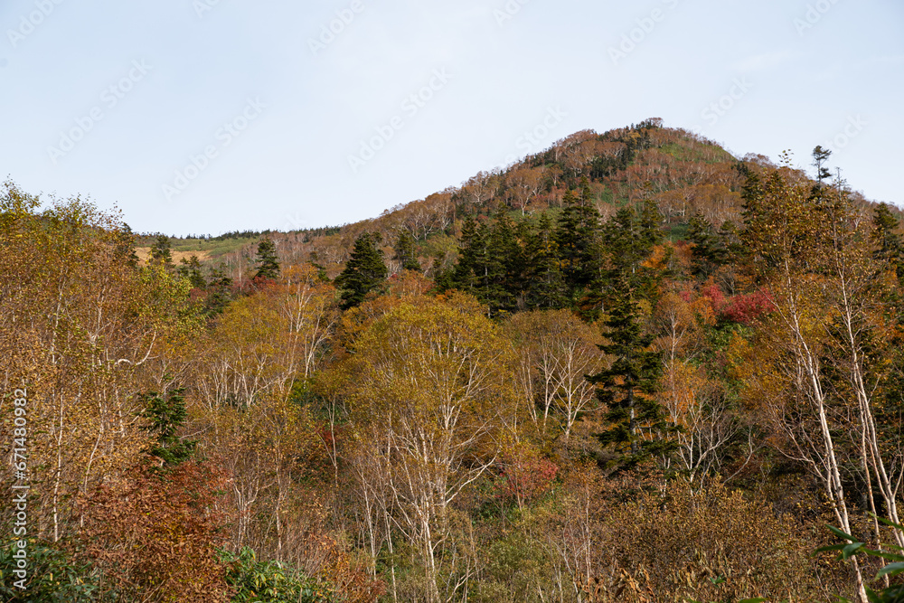 黄色に色づく山の紅葉　栂池高原