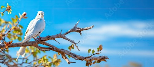 Tree dwelling bird photo